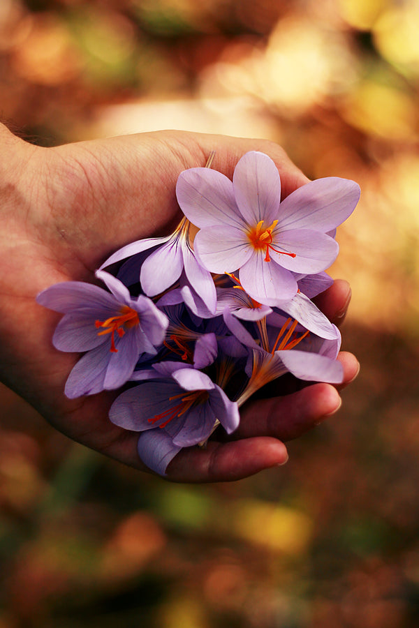 Quels bénéfices de la fleur de crocus pour la peau  ?